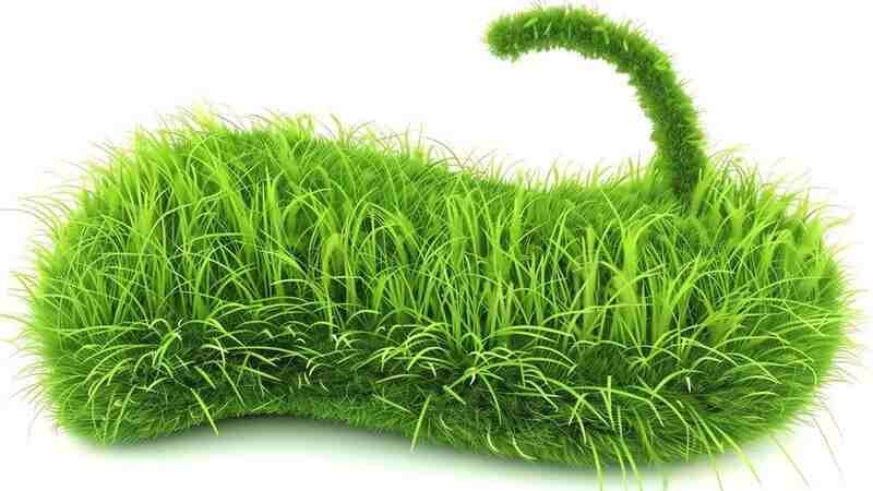 clipart:254b5v0-neu= grass